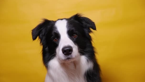 Lustiges Porträt des niedlichen Hundewelpen Border Collie isoliert auf gelbem, buntem Hintergrund. Nettes Haustier Hund. Lebenskonzept für Heimtiere. — Stockvideo