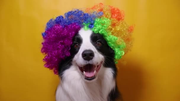 Милий цуценячий собака з кумедною облямівкою для обличчя, одягнений у різнокольоровий фігурний клоун, ізольований на жовтому тлі. Смішний портрет собаки в костюмі клоуна на карнавальному або вечірці на Хеллоуїн. Собака у цирку . — стокове відео