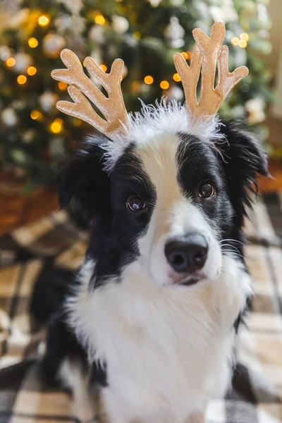Vtipný portrét roztomilé štěňátko ohraničení kolie na sobě vánoční kostým jelena rohy klobouk u vánočního stromku doma v interiéru pozadí. Příprava na dovolenou. Šťastné a veselé Vánoce. — Stock fotografie