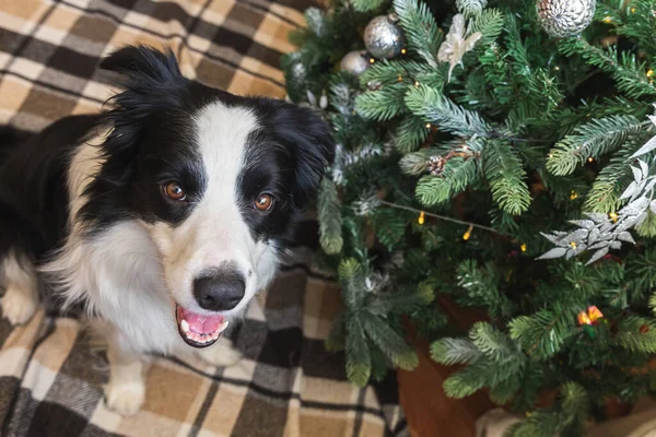 Retrato engraçado de cachorro bonito cão fronteira collie perto da árvore de Natal em casa dentro de casa. Preparação para férias. Feliz conceito de Feliz Natal. — Fotografia de Stock