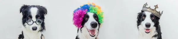 Grappig dierenvaandel. Drie puppy hond vieren carnaval Halloween Nieuwjaar gekleed in verschillende kostuums komische bril clown pruik koning kroon geïsoleerd op witte achtergrond. Voorbereiding van de partij. — Stockfoto
