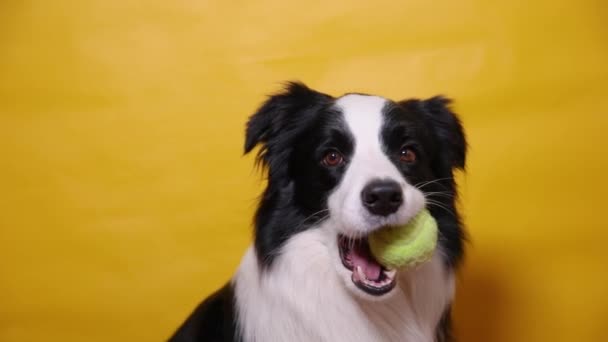 Engraçado bonito cachorro fronteira cão collie segurando bola de brinquedo na boca isolado no fundo amarelo. Cão de estimação de raça pura com bola de tênis quer jogar com o proprietário. Actividade animal de estimação e conceito de animais. — Vídeo de Stock