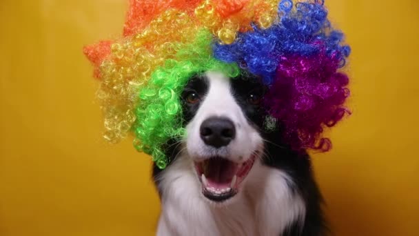 Lindo perro cachorro con cara divertida borde collie usando peluca de payaso rizado colorido aislado sobre fondo amarillo. Divertido retrato de perro en traje de payaso en carnaval o fiesta de halloween. Perro mascota en circo. — Vídeo de stock