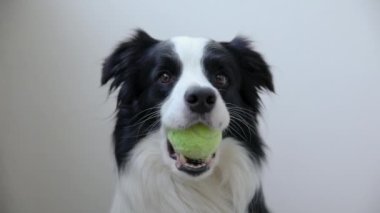 Beyaz arka planda izole edilmiş oyuncak top tutan komik köpek yavrusu sınır köpeği Collie. Tenis toplu safkan evcil köpek sahibi ile oynamak istiyor. Hayvan aktivitesi ve hayvan konsepti.