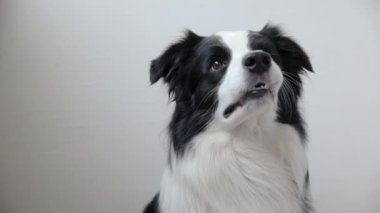 Beyaz arka planda izole edilmiş şirin köpek yavrusu Collie 'nin komik portresi. Sevimli evcil köpek. Hayvan yaşam konsepti.