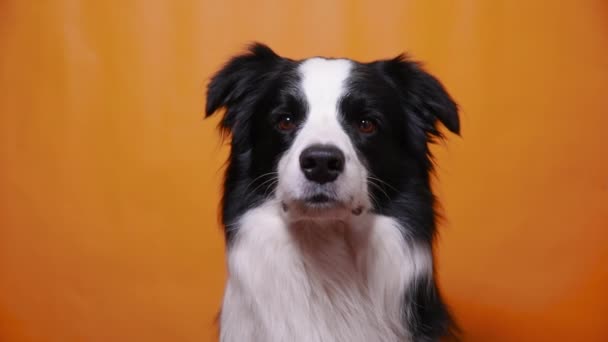 Lustiges Porträt von niedlichen Hundewelpen Border Collie isoliert auf gelb orange bunten Hintergrund. Nettes Haustier Hund. Lebenskonzept für Heimtiere. — Stockvideo