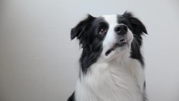 Αστείο πορτρέτο του χαριτωμένου σκύλου κουτάβι σύνορο collie απομονώνονται σε λευκό φόντο. Χαριτωμένο σκυλάκι. Έννοια της ζωής των ζώων συντροφιάς. — Αρχείο Βίντεο