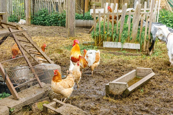 Free range chicken on organic animal farm freely grazing in yard on ranch background. Hen chickens graze on natural eco farm. Modern animal livestock and ecological farming. Animal rights concept.