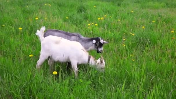 유기농 자연 생태 동물 농장에서 자유롭게 풀밭에서 풀을 뜯고 있는 귀여운 동물 이 있다. 집 염소는 풀을 뜯어먹는다. 현대의 가축, 생태학적 농업. 동물의 권리. — 비디오