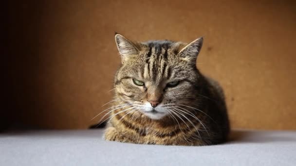 Koyu kahverengi arka planda poz veren kibirli kısa saçlı tekir kedi. Evde dinlenen küçük kedi yavrusu. Hayvan bakımı ve hayvan hayatı konsepti. — Stok video