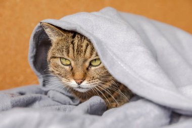 Komik küstah yerli tekir kedi, kareli kanepenin altında yatıyor. Yavru kedi soğuk sonbahar kış havasında battaniyenin altında saklanarak evde dinleniyor. Hayvan hayatı. Ruh hali konsepti..