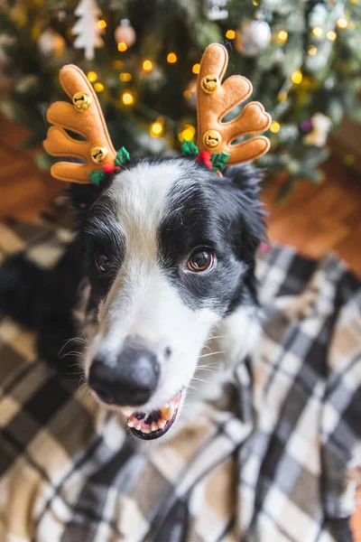 Divertido retrato de lindo perro perro frontera collie usando traje de Navidad ciervos cuernos sombrero cerca del árbol de Navidad en casa interior fondo. Preparación para las vacaciones. Feliz concepto de Feliz Navidad. — Foto de Stock