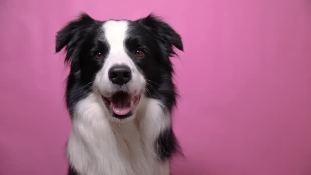 Funny portrait of cute puppy dog border collie barking isolated on pink colorful background. Cute pet dog. Pet animal life concept. — Stock Video