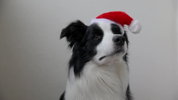 Funny portrait of cute smiling puppy dog border collie wearing Christmas costume red Santa Claus hat isolated on white background. Preparation for holiday Happy Merry Christmas concept — Stock Video