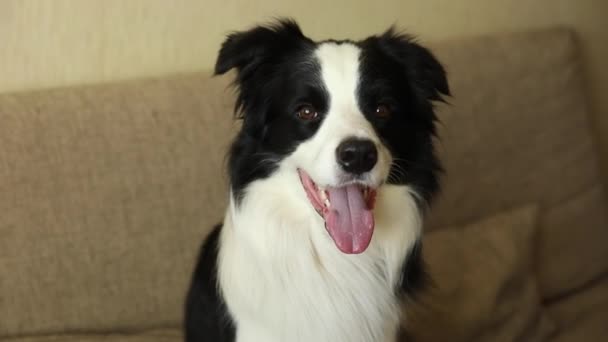 Αστείο πορτραίτο του σκύλου-σκύλου που κάθεται στον καναπέ. Χαριτωμένο σκυλί συντροφιάς αναπαύεται παίζοντας στο σπίτι, αναζητούν χαρούμενος και εξερχόμενος. Έννοια της ζωής των ζώων συντροφιάς. — Αρχείο Βίντεο