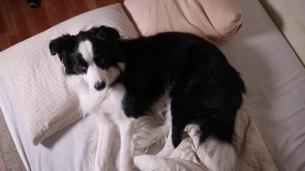 Lustige süße Hundewelpen Border Collie liegt auf einer Kissendecke im Bett. Stört mich nicht, lasst mich schlafen. Haustier Hund schläft zu Hause schlafen. Lustige Haustiere Tiere Lebenskonzept. — Stockvideo