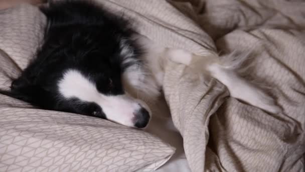침대에 베개 담요를 깔고 누워 있는 귀여운 강아지 국경 콜렛이요. 방해하지 말고 자게 해줘. 집에서 낮잠을 자고 있는 애완 고양이. 재미있는 애완 동물의 생명 개념. — 비디오
