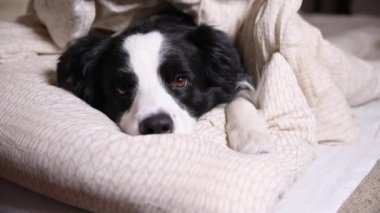 Yatakta yastık battaniyesine uzanmış komik köpek yavrusu. Beni rahatsız etme, uyumama izin ver. Evcil köpek evde uyukluyor. Komik hayvan hayvan yaşam konsepti.