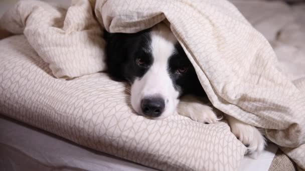 Funny lindo cachorro borde collie perro acostado en la almohada debajo de la manta en la cama. No me molestes, déjame dormir. Mascota perro acostado siesta durmiendo en casa en interiores. Animales divertidos animales concepto de vida. — Vídeo de stock