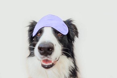 2022 yılının modaya uygun renginde uyuyan göz maskeli komik yavru köpek sınır köpeği çoban köpekleri beyaz arka planda izole edilmiş. 17-3938, Yılın Rengi konseptinden esinlenilmiştir.
