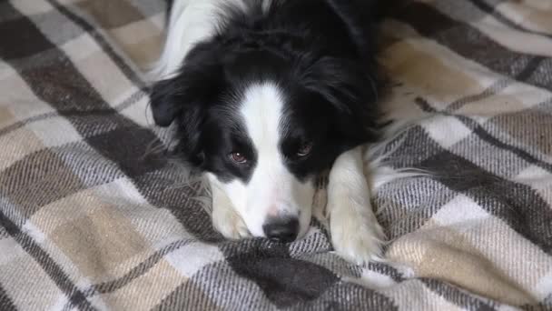 Rolig valp hund gränsen collie ligger på soffan med rutig inomhus. Liten sällskapsdjur hund hemma hålla sig varm med filt i kall höst vinter väder. Begreppet djurliv. — Stockvideo