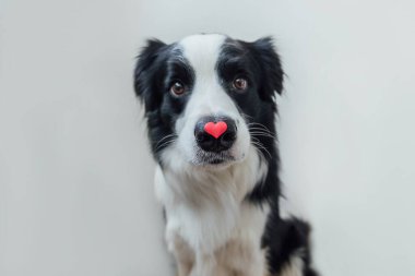 Sevgililer Günü konsepti. Beyaz arka planda kırmızı kalbi tutan sevimli köpek yavrusu sınır köpeği Collie 'nin komik portresi. Sevgililer gününde aşık köpek hediye verir..