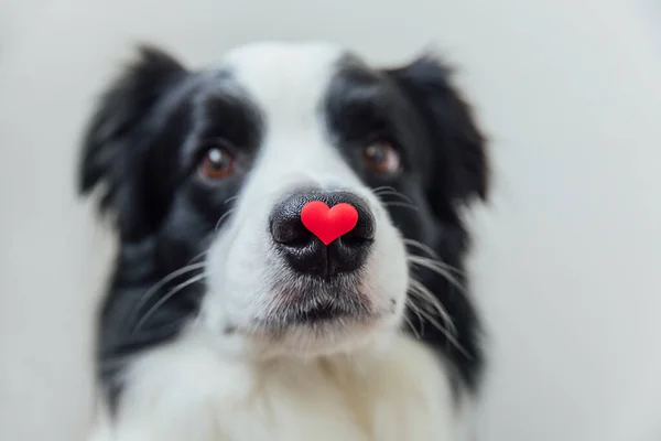 St. Valentines Day concept. Funny portrait cute puppy dog border collie holding red heart on nose isolated on white background. Lovely dog in love on valentines day gives gift. — Stock Photo, Image