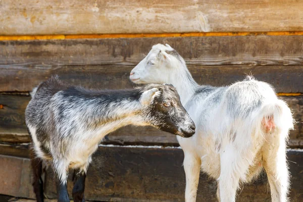 Cute volný výběh koza na ekologických přírodních ekologických zvířat hospodářství volně pasoucí na dvoře na pozadí ranče. Domácí kozy se pasou na pastvinách. Moderní dobytek, ekologické zemědělství. Práva zvířat. — Stock fotografie