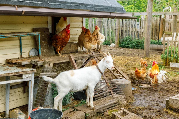 Cabra y pollo de campo libre en granja de animales orgánicos pastando libremente en el patio en el fondo del rancho. Gallinas gallinas cabras domésticas pastan en los pastos. Ganadería animal moderna, agricultura ecológica. Derechos de los animales. —  Fotos de Stock