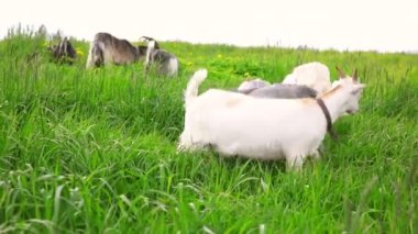 Çayır arka planda otlayan organik doğal eko hayvan çiftliğinde tatlı bir keçi çiftliği. Evcil keçi otlakta otluyor. Modern hayvan çiftliği, ekolojik tarım. Hayvan Hakları.