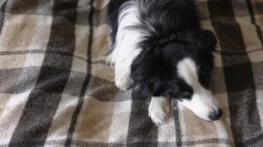 Komik köpek yavrusu, içeride ekoseli kanepeye uzanmış çoban köpeği. Küçük evcil köpek soğuk sonbahar kış havasında battaniyeyle ısınıyor. Hayvan yaşam konsepti.