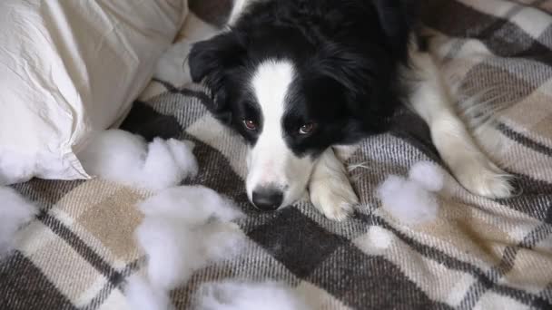 淘气的小狗咬着枕头躺在家里的沙发上，玩世不恭的小狗边科利。有罪的狗毁了客厅损坏凌乱的家和小狗带着可笑的负罪感. — 图库视频影像