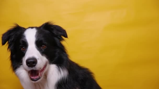 Lustiges Porträt des niedlichen Hundewelpen Border Collie isoliert auf gelbem, buntem Hintergrund. Nettes Haustier Hund. Lebenskonzept für Heimtiere. — Stockvideo