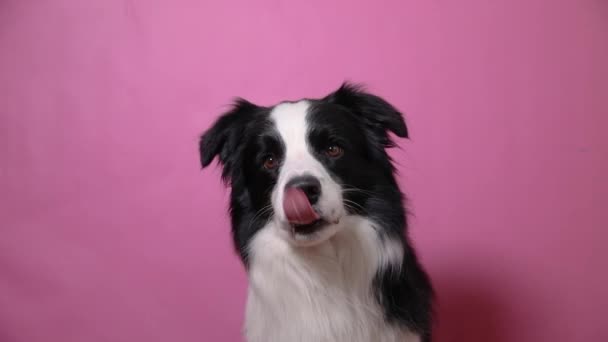 Funny portrait of cute puppy dog border collie isolated on pink colorful background. Cute pet dog. Pet animal life concept. — Stock Video