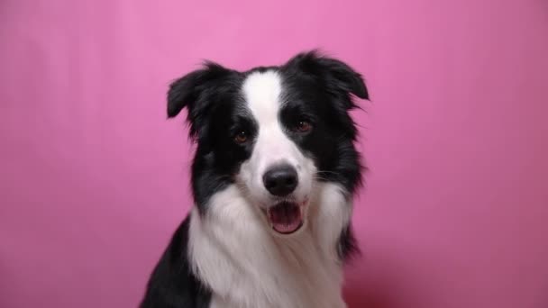 Roligt porträtt av söta valp hund gränsen collie skällande isolerad på rosa färgglada bakgrund. Söt sällskapshund. Begreppet djurliv. — Stockvideo