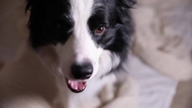 Köpek yavrusunun komik portresi. Collie kanepede uzanıyordu. Sevimli köpek evde oyun oynuyor, mutlu ve heyecanlı görünüyor. Komik hayvan hayvan yaşam konsepti.