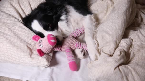 Lustige süße Hundewelpen Border Collie liegt auf Kissen unter Decke umarmen Lieblingsspielzeug im Bett. Stört mich nicht, lasst mich schlafen. Mittagsschlaf mit Hund zu Hause. Lustige Haustiere Tiere Lebenskonzept. — Stockvideo