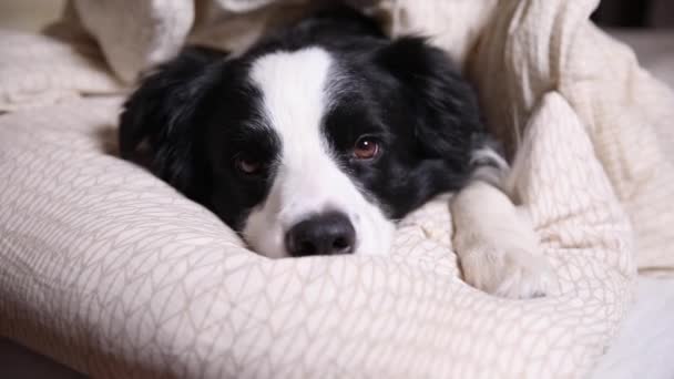 Śmieszne cute szczeniak granica collie leżące na koc poduszki w łóżku. Nie przeszkadzaj mi zasnąć. Pies leży zdrzemnięty i śpi w domu. Śmieszne zwierzęta zwierząt koncepcja życia. — Wideo stockowe