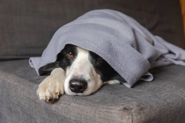 Grappige puppy hondenrand collie liggend op de bank onder de ruit binnen. Kleine huisdier hond thuis houden warm verstopt onder deken in koude herfst winter weer. Huisdier dierenleven Hygge stemmingsconcept. — Stockfoto