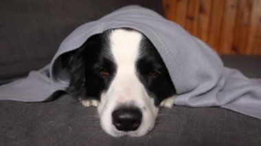Komik köpek yavrusu, içeride kareli kanepenin altında yatan çoban köpeği. Soğuk sonbahar kış havasında battaniyenin altında saklanan küçük evcil köpek. Hayvan hayatı. Ruh hali konsepti..