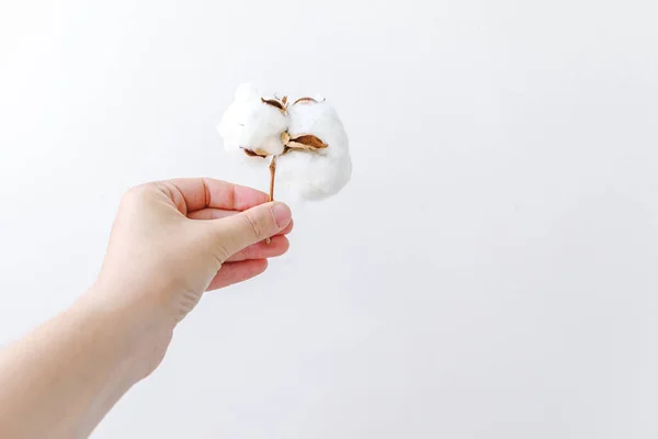 Женщина держит сушеный белый цветок хлопка на белом фоне. Мягкость ткани естественная органическая фермерская аллергия. — стоковое фото