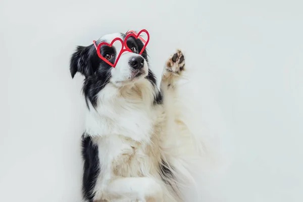 情人节的概念。有趣的小狗边境牧羊犬红色心形眼镜隔离在白色背景。可爱的爱犬庆祝情人节。爱恋情爱明信片. — 图库照片