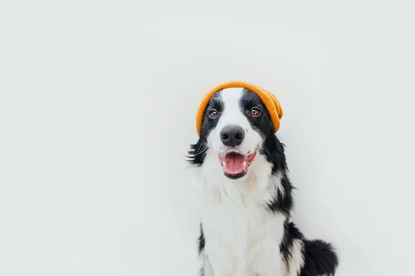 白い背景に隔離された暖かいニットの服黄色の帽子を身に着けているかわいい笑顔子犬犬の国境のコリーの面白いスタジオの肖像画。冬または秋の肖像画の新しい美しいメンバーの家族の小さな犬. — ストック写真