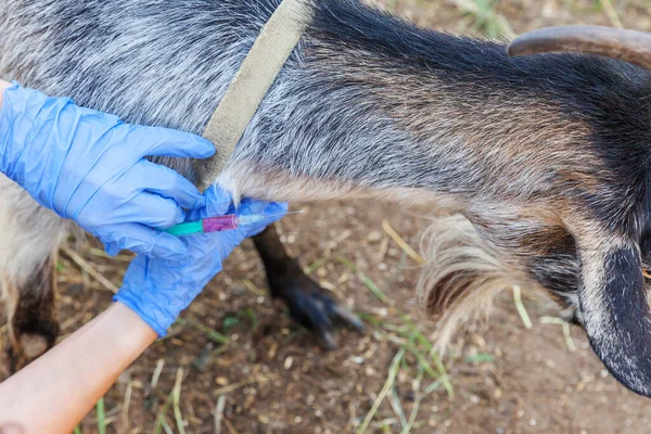 Veterinární lékař žena s injekční stříkačkou držení a vstřikování koz na ranč pozadí. Mladá koza s veterinářskýma rukama, očkování na přírodní ekofarmě. Péče o zvířata, moderní hospodářská zvířata, ekologické zemědělství. — Stock fotografie