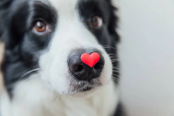 St. Valentines Day concept. Funny portrait cute puppy dog border collie holding red heart on nose isolated on white background, clise up. Lovely dog in love on valentines day gives gift. — Stock Photo, Image