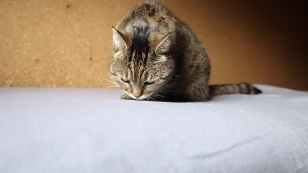 Divertido retrato arrogante de pelo corto doméstico gato tabby posando sobre fondo marrón oscuro. Pequeño gatito jugando descansando en casa interior. Cuidado de mascotas y concepto de vida animal. — Vídeo de stock