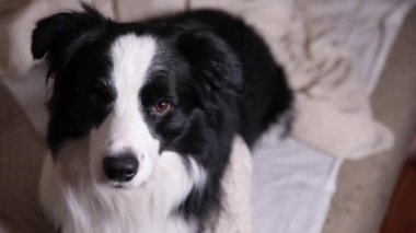 Köpek yavrusunun komik portresi. Collie kanepede uzanıyordu. Sevimli köpek evde oyun oynuyor, mutlu ve heyecanlı görünüyor. Komik hayvan hayvan yaşam konsepti.