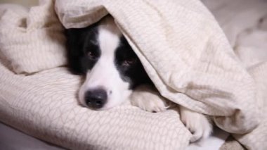 Yatakta battaniyenin altında yastığın üzerinde yatan komik köpek yavrusu. Beni rahatsız etme, uyumama izin ver. Evcil köpek evde uyukluyor. Komik hayvan hayvan yaşam konsepti.