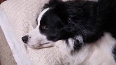 Yatakta yastık battaniyesine uzanmış komik köpek yavrusu. Beni rahatsız etme, uyumama izin ver. Evcil köpek evde uyukluyor. Komik hayvan hayvan yaşam konsepti.