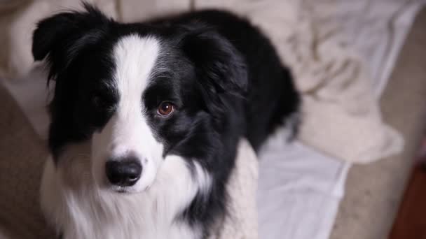 カウチベットのベッドの屋内に横たわる子犬の犬の国境の衝突の面白い肖像画。かわいいペットの犬は家で遊んで休んで、幸せで興奮しています。面白いペット動物のライフコンセプト. — ストック動画